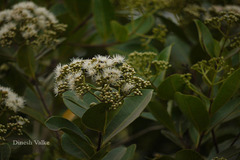 Syzygium caryophyllatum